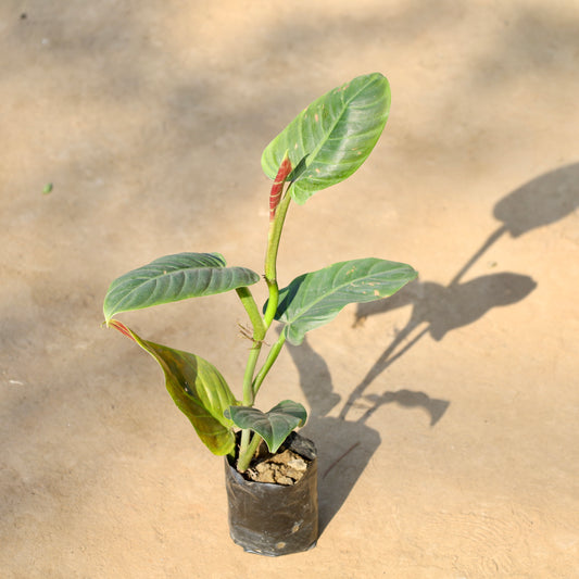 Philodendron Erubescense | 4 inch nursery bag