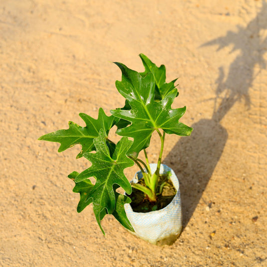 Philodendron Sealloum | 4 inch poly bag