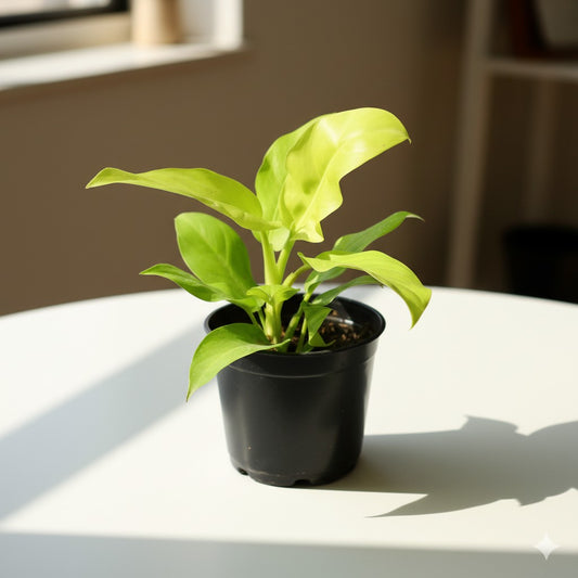 Philodendron Ceylon Golden | 5 inch nursery pot