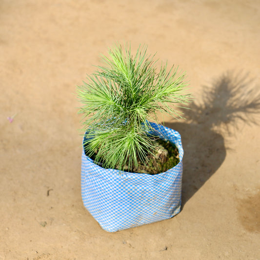 Buy Pine-Cheed Plant | 4 Inch Plant nursery bag โ Outdoor plant online at Limkrt India