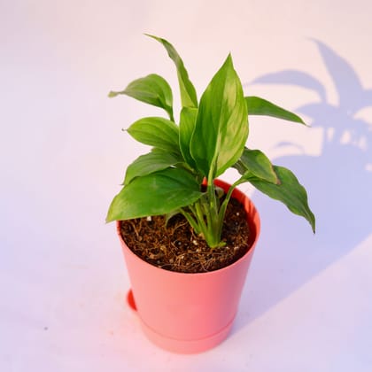 Buy Pleace Lily | 4 Inch Plant PInk Florence Self Watering Pot โ Outdoor plant online at Limkrt India