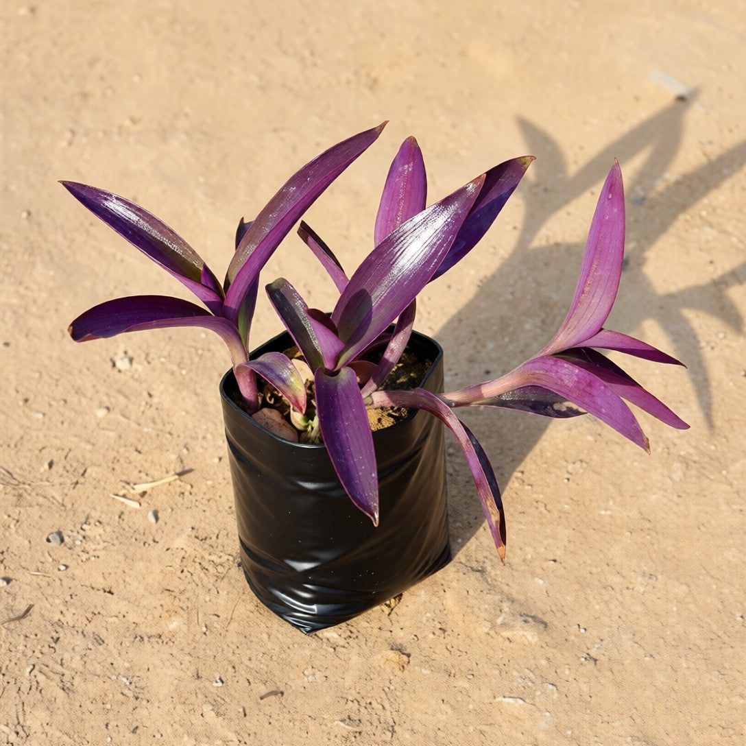 Purple Heart | 4 Inch Nursery Bag