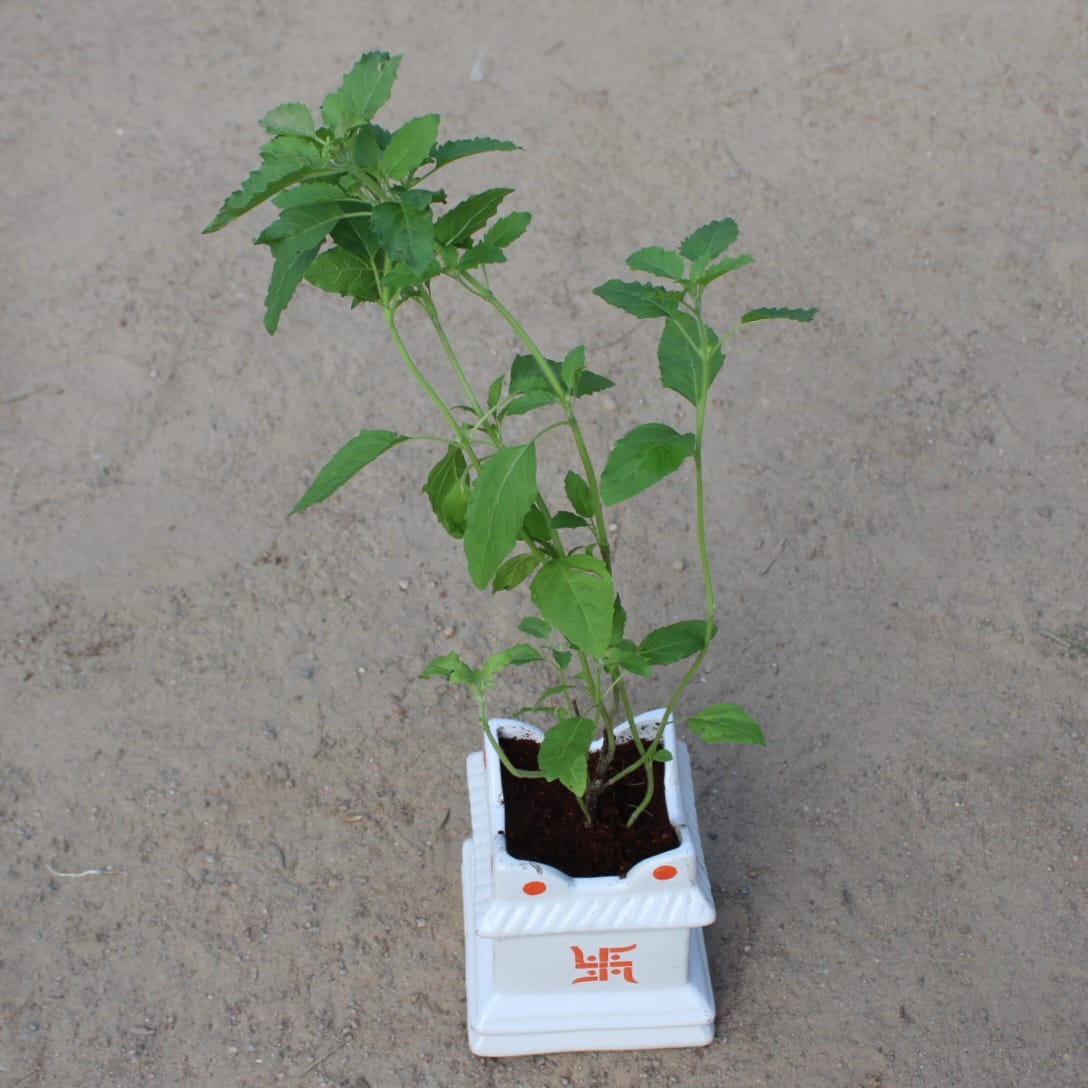 Rama Tulsi | 4 inch  white  Ceramic Tulsi Planter