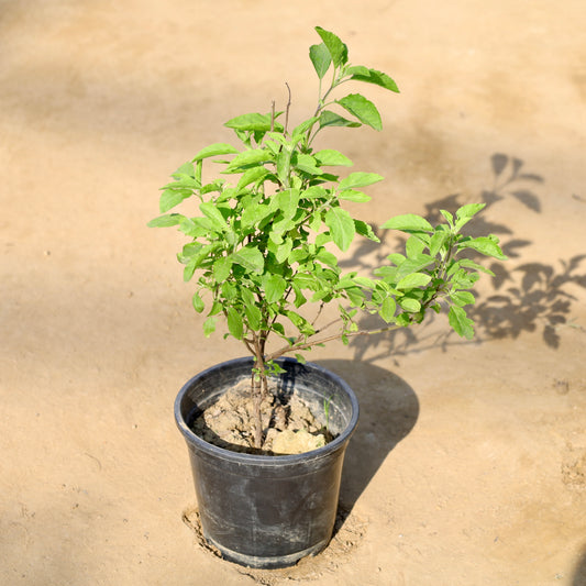 Buy Rama Tulsi | 6 Inch Plant nursery pot โ Outdoor plant online at Limkrt India