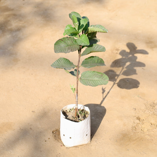 Red Dimond Guava |  6 inch nursery bag