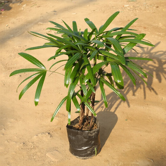 Rhapis Palm / Broadleaf Lady Palm (2.5- 3.5 ft) in 12 Inch Nursery Bag