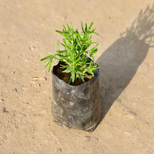 Buy Rosemarry | 4 Inch Plant Nursery Bag โ Outdoor plant online at Limkrt India