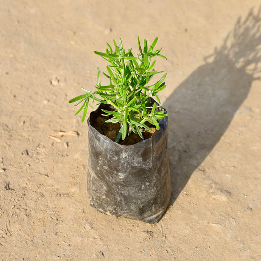 Rosemarry | 4 inch Nursery Bag