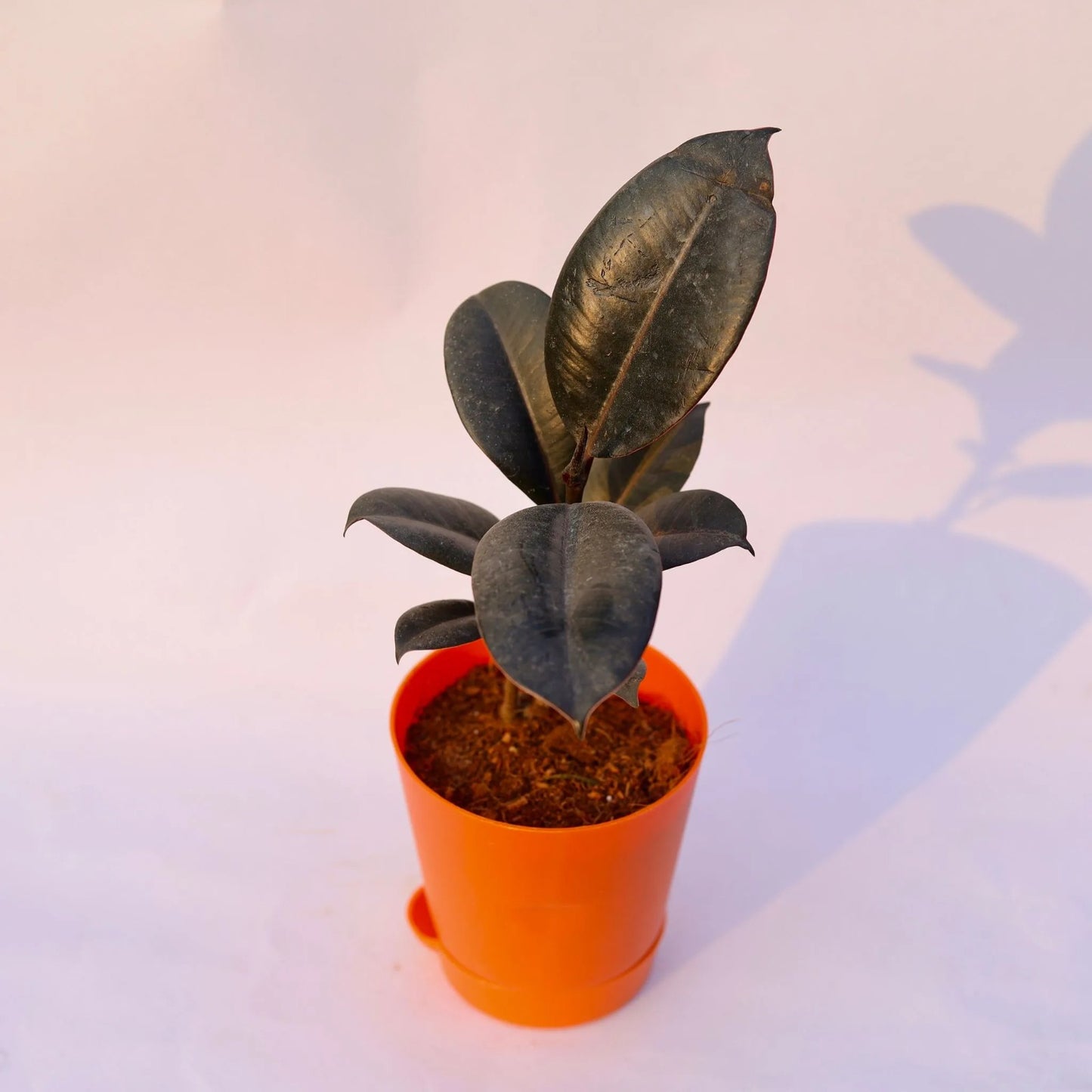 Rubber Plant Black | 4 Inch Red Florence Self Watering Pot