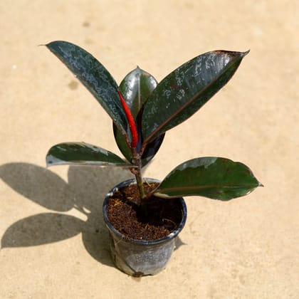 Buy Rubber Plant Black | 4 Inch Plant nursery pot โ Outdoor plant online at Limkrt India
