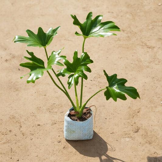 Philodendron Selloum in 4 Inch Nursery Bag