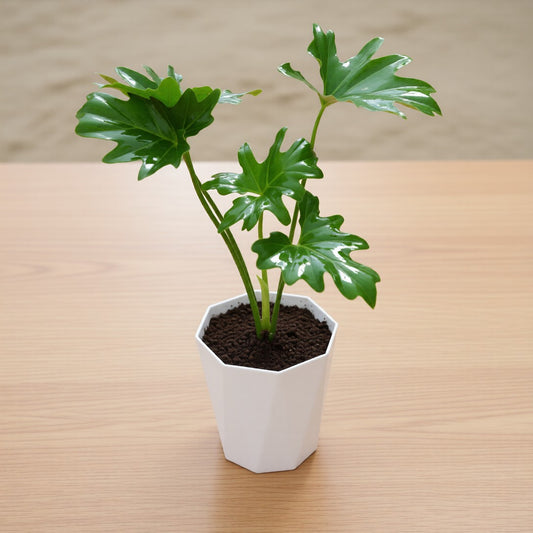 Philodendron Selloum in 6 Inch White Premium Diamanti Plastic Pot