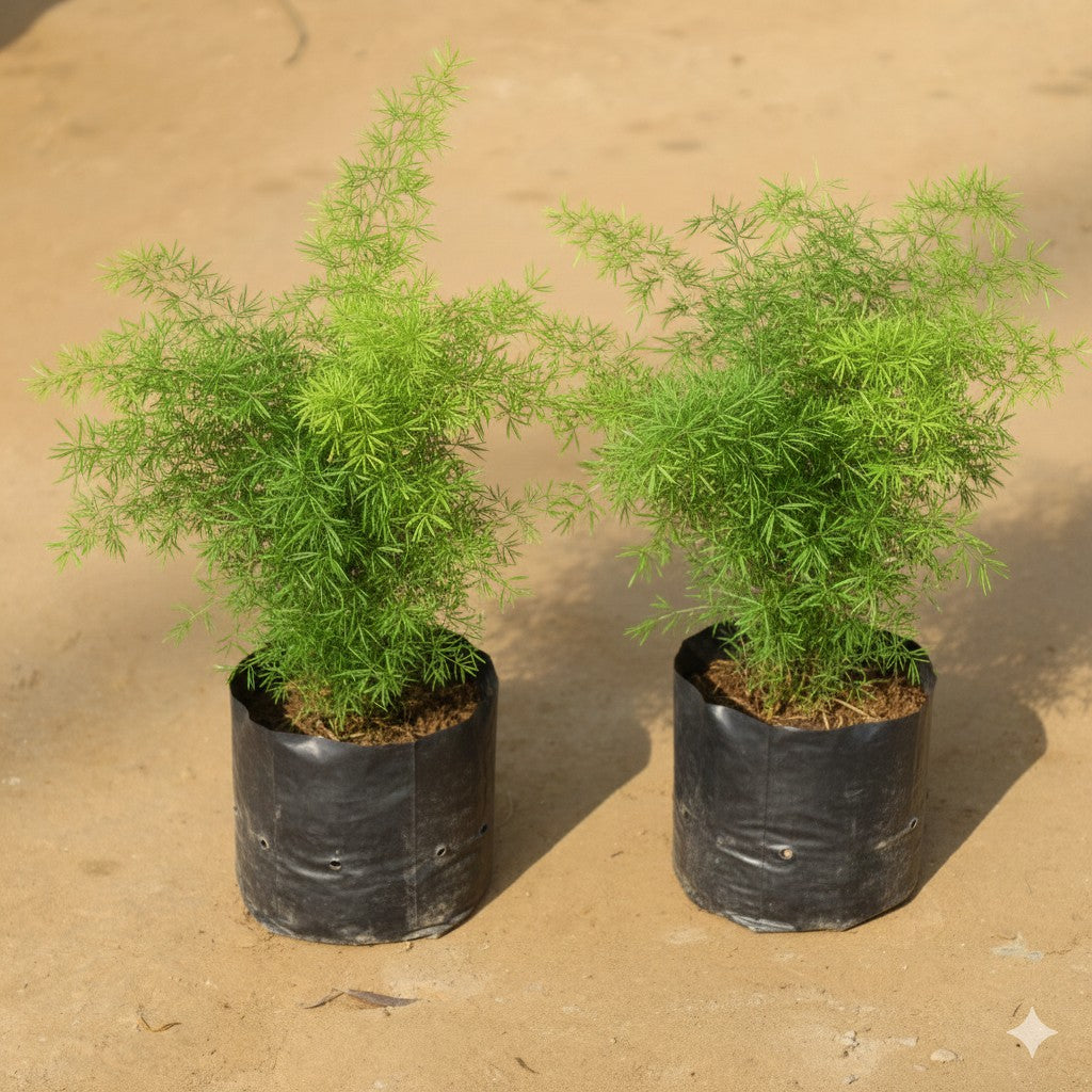 Set of 2 Asparagus / Densiflorus Marry in 4 inch Nursery Bag