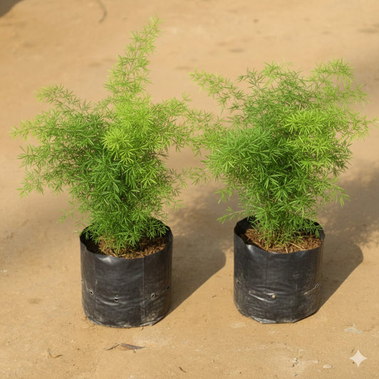 Set of 2 Asparagus / Densiflorus Marry in 4 inch Nursery Bag