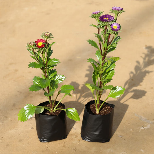 Set of 2 Aster Flower Plant (any colour) in 4 Inch Nursery Bag