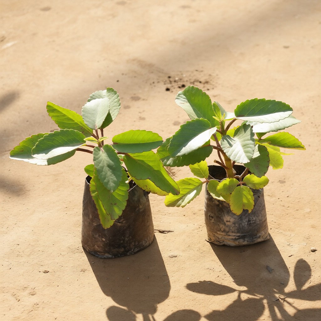 Set of 2 Patharchatta Medicinal Plant / Kalanchoe Pinnata in 4 Inch Nursery Bag