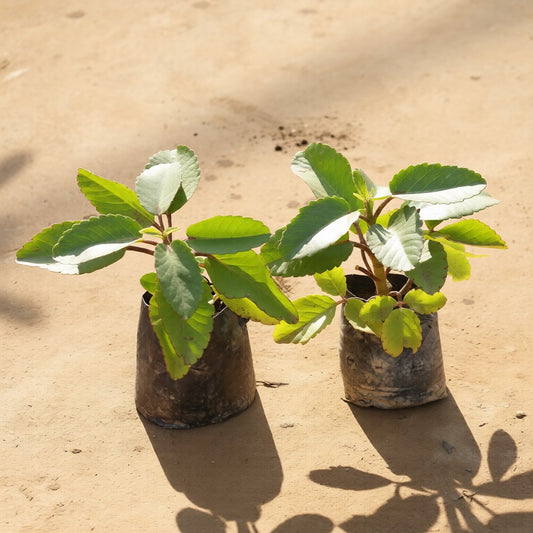 Set of 2 Patharchatta Medicinal Plant / Kalanchoe Pinnata in 4 Inch Nursery Bag