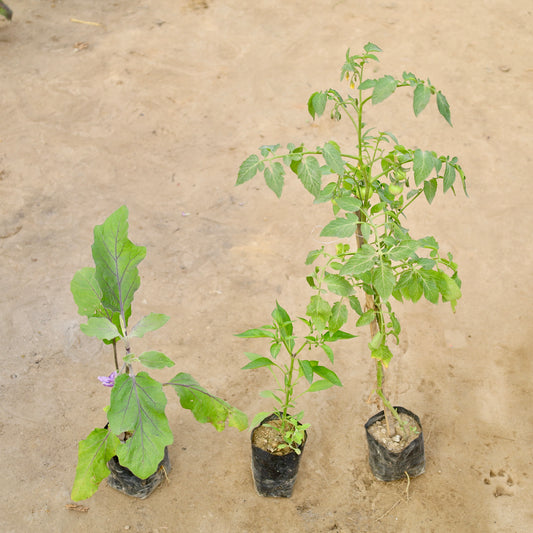 Buy Set of 3 Brinjal, Green Chilli and Tomato | 4 Inch Plant Nursery Bag โ Outdoor plant online at Limkrt India