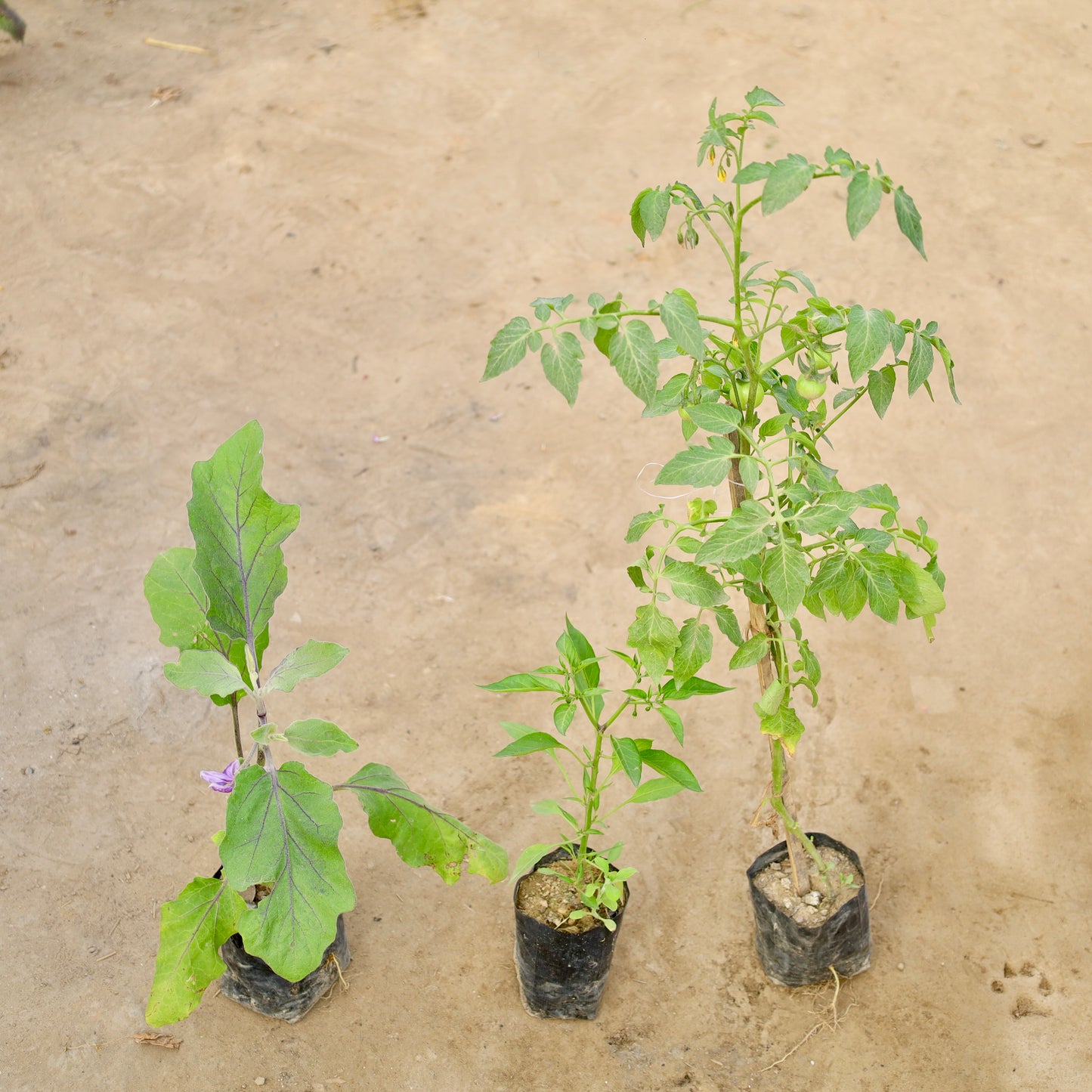 Set of 3 Brinjal, Green Chilli and Tomato | 4 inch Nursery Bag