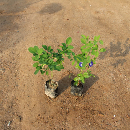 Set of 2 Aparajita Blue and White | 4 inch polybag