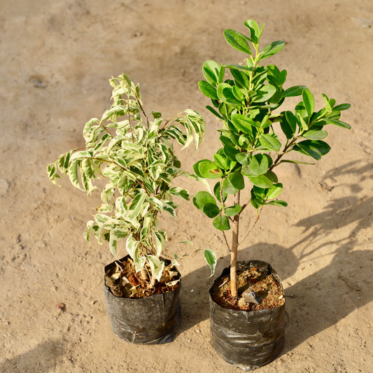 Buy Set of 2 Ficus Star lite and Maclaim | 6 Inch Plant nursery bag โ Outdoor plant online at Limkrt India