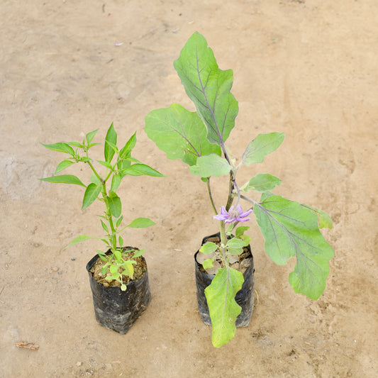 Buy Set of 2 Green Chilli and Brinjal-Baigan | 4 Inch Plant Nursery Bag โ Outdoor plant online at Limkrt India