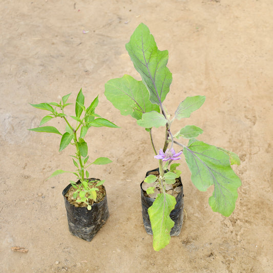 Set of 2 Green Chilli and Brinjal-Baigan | 4 inch Nursery Bag