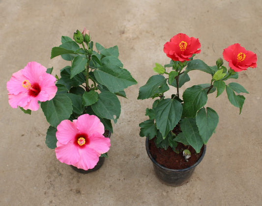 Buy Set of 2 Hibiscus Hybrid any color | 6 Inch Plant nursery pot โ Outdoor plant online at Limkrt India