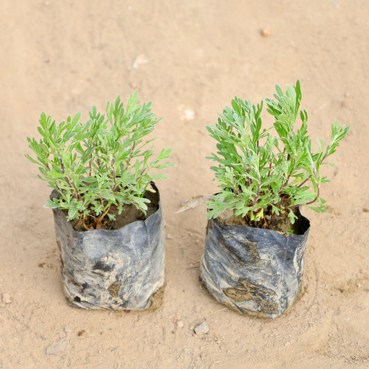 Buy Set of 2 Lavender Plant | 4 Inch Plant polybag โ Outdoor plant online at Limkrt India