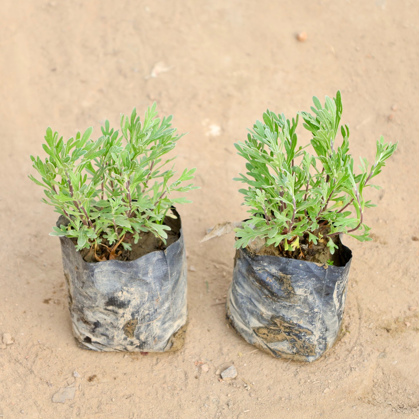 Set of 2 Lavender Plant | 4 inch polybag