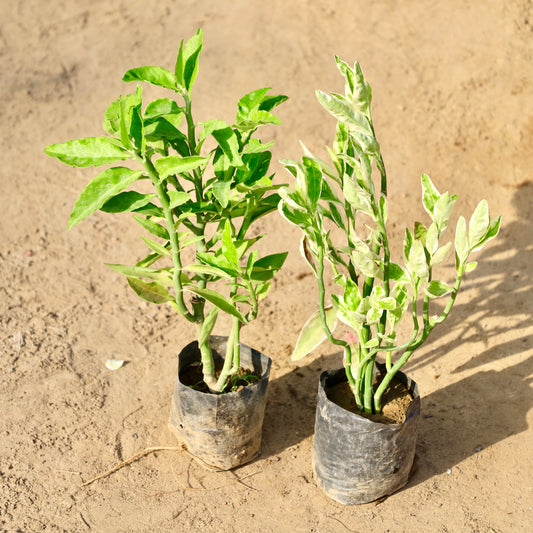 Set of 2 Pedilenthus-Devil's back Bone | 4 inch nursery bag