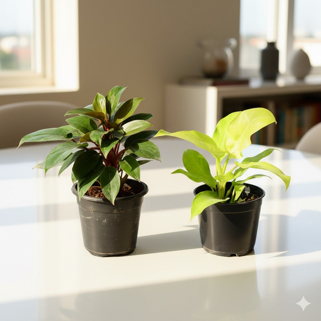 Set of 2 Philodendron Black and Golden Ceylon | 6 inch nursery pot