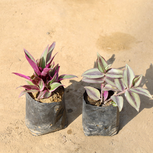 Set of 2 Rhoeo-Durangi and Wandering Jew | 4 inch nursery  bag