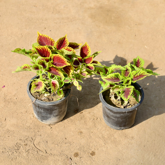 Set of 2 coleus any color | 4 inch nursery  pot