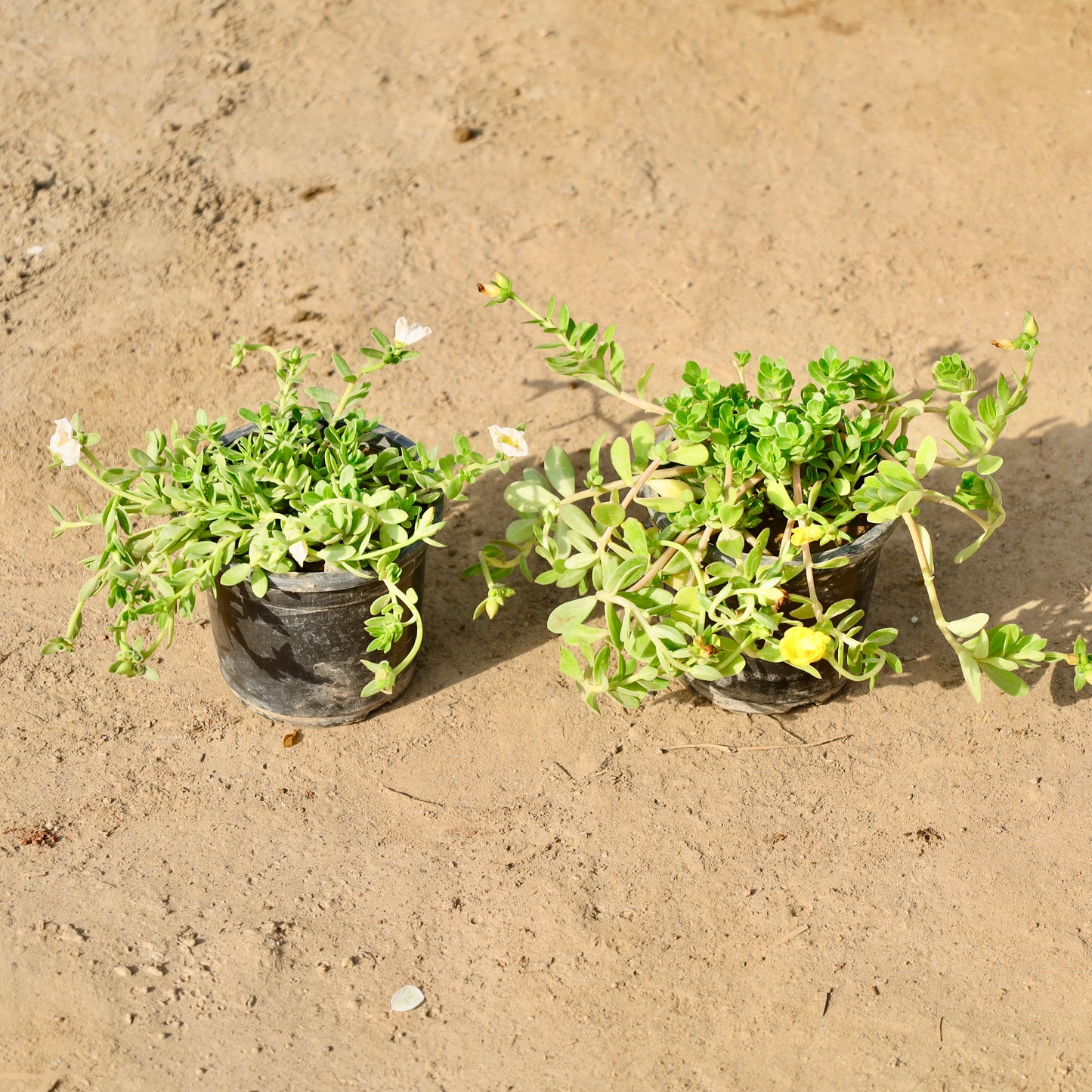 Set of 2 kulfa-common purslane any color | 4 inch nursery pot