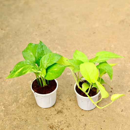 Set of 2 Money Plant Green and Golden | 4 inch Nursery Pot