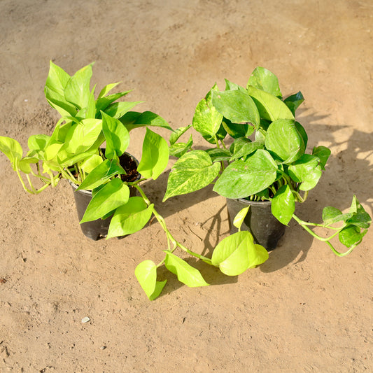 Buy Set of 2 money plant Green and Golden | 6 Inch Plant nursery pot โ Outdoor plant online at Limkrt India