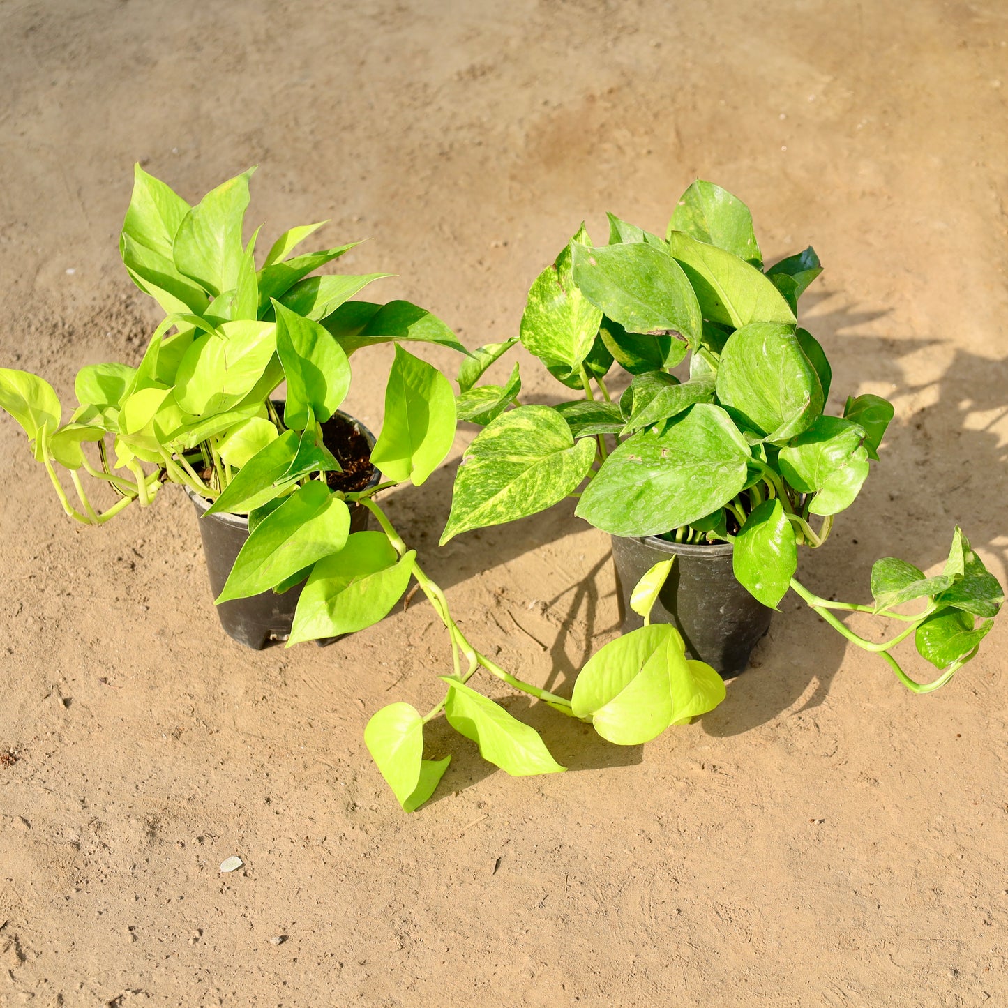 Set of 2 money plant Green and Golden | 6 inch nursery pot