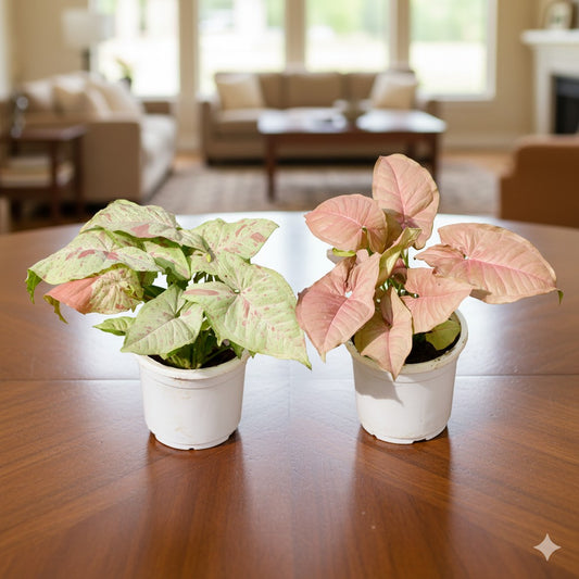 Set of 2 Syngonium Milky and Pink | 4 inch nursery pot