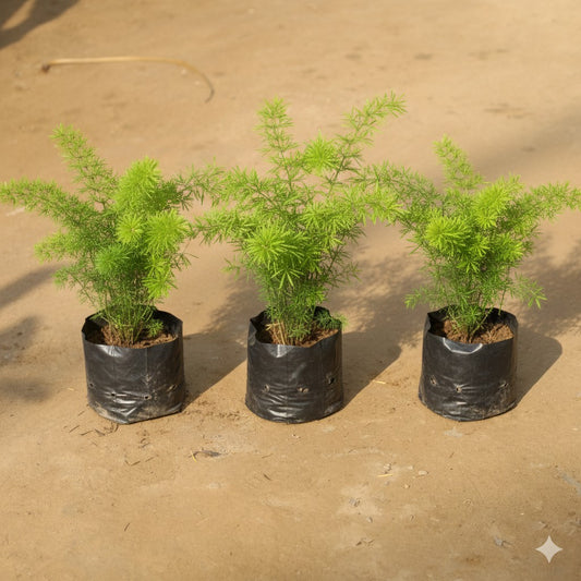 Set of 3 Asparagus / Densiflorus Marry in 4 inch Nursery Bag