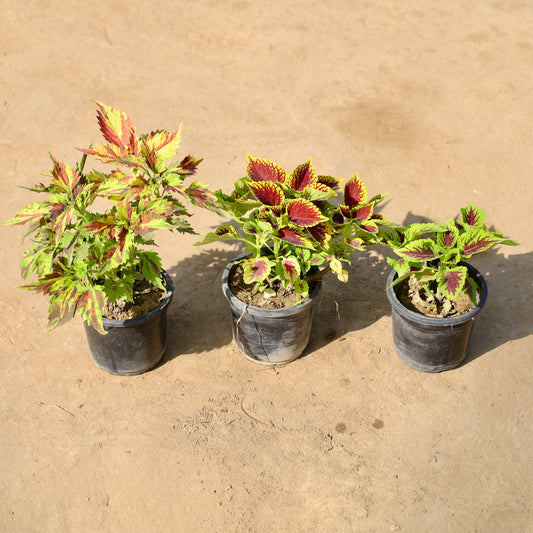 Set of 3 Coleus any color | 4 inch nursery pot