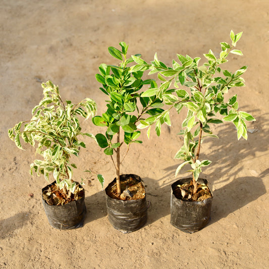 Buy Set of 3 Ficus Star lite, Moclaim and Safari | 6 Inch Plant nursery bag โ Outdoor plant online at Limkrt India