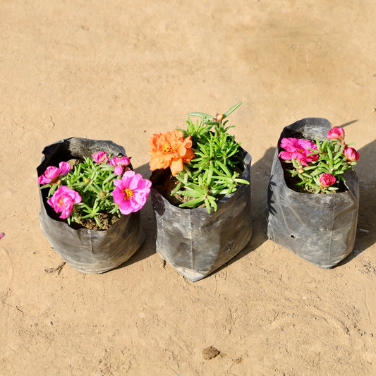 Set of 3 Portulaca any color | 4 inch nursery bag.jpg