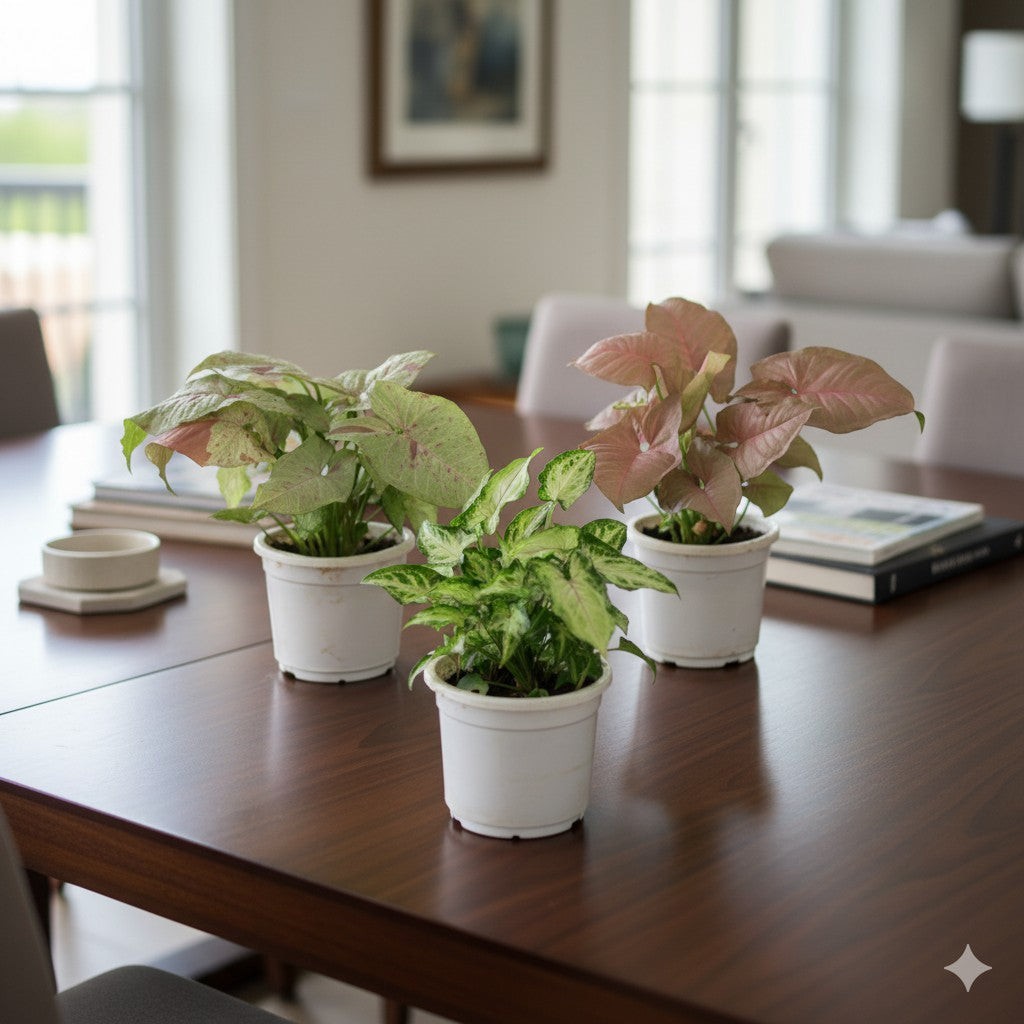 Set of 3 syngonium Milky, Pink and yammi | 4 inch nursery pot