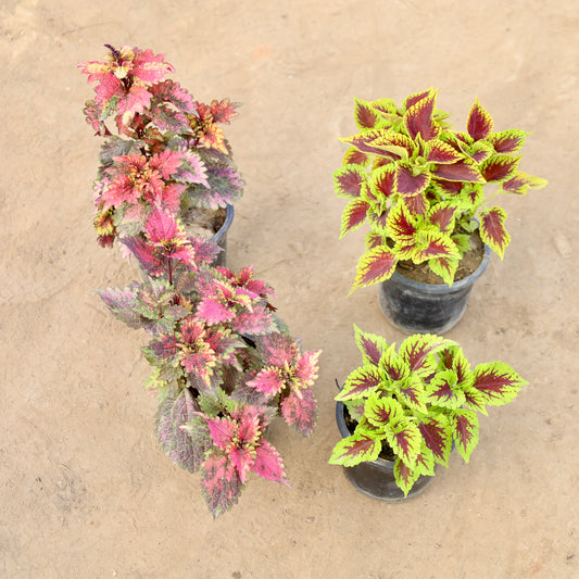 Buy Set of 4 coleus any color | 4 Inch Plant nursery pot โ Outdoor plant online at Limkrt India