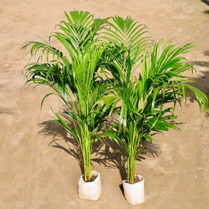 Buy Set of 2 Areca Palm (3-4 ft) | 6 Inch Plant nursery bag โ Outdoor plant online at Limkrt India