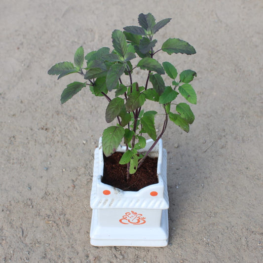 Buy Shyama Tulsi | 4 Inch Plant white tulsi ceramic Planter โ Outdoor plant online at Limkrt India