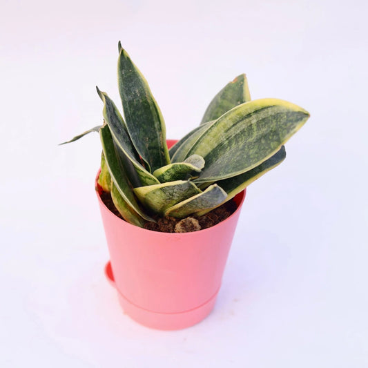 Buy Snake - Sansevieria Golden | 4 Inch Plant Pink Florence Self Watering Pot โ Outdoor plant online at Limkrt India