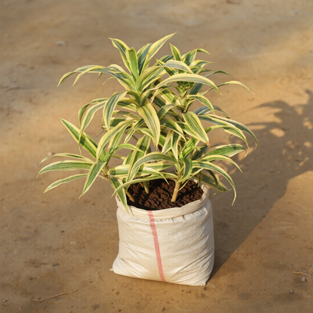 Song of India in 8 Inch Nursery Bag