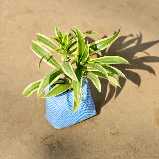 Buy Song of India | 4 Inch Plant nursery bag โ Outdoor plant online at Limkrt India